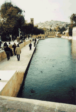 Karpfen im Teich Abrahams